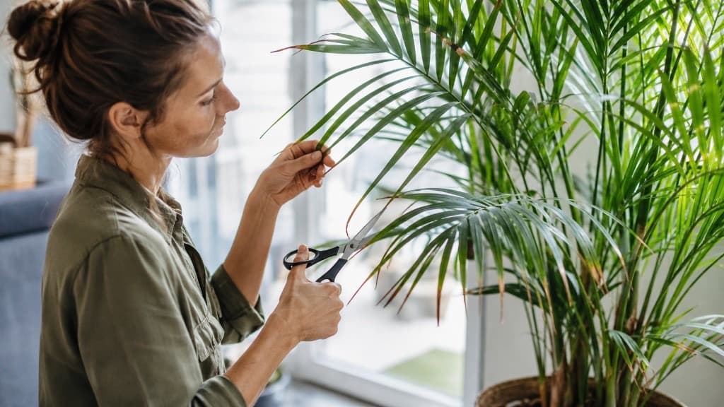 Palme braune Spitzen