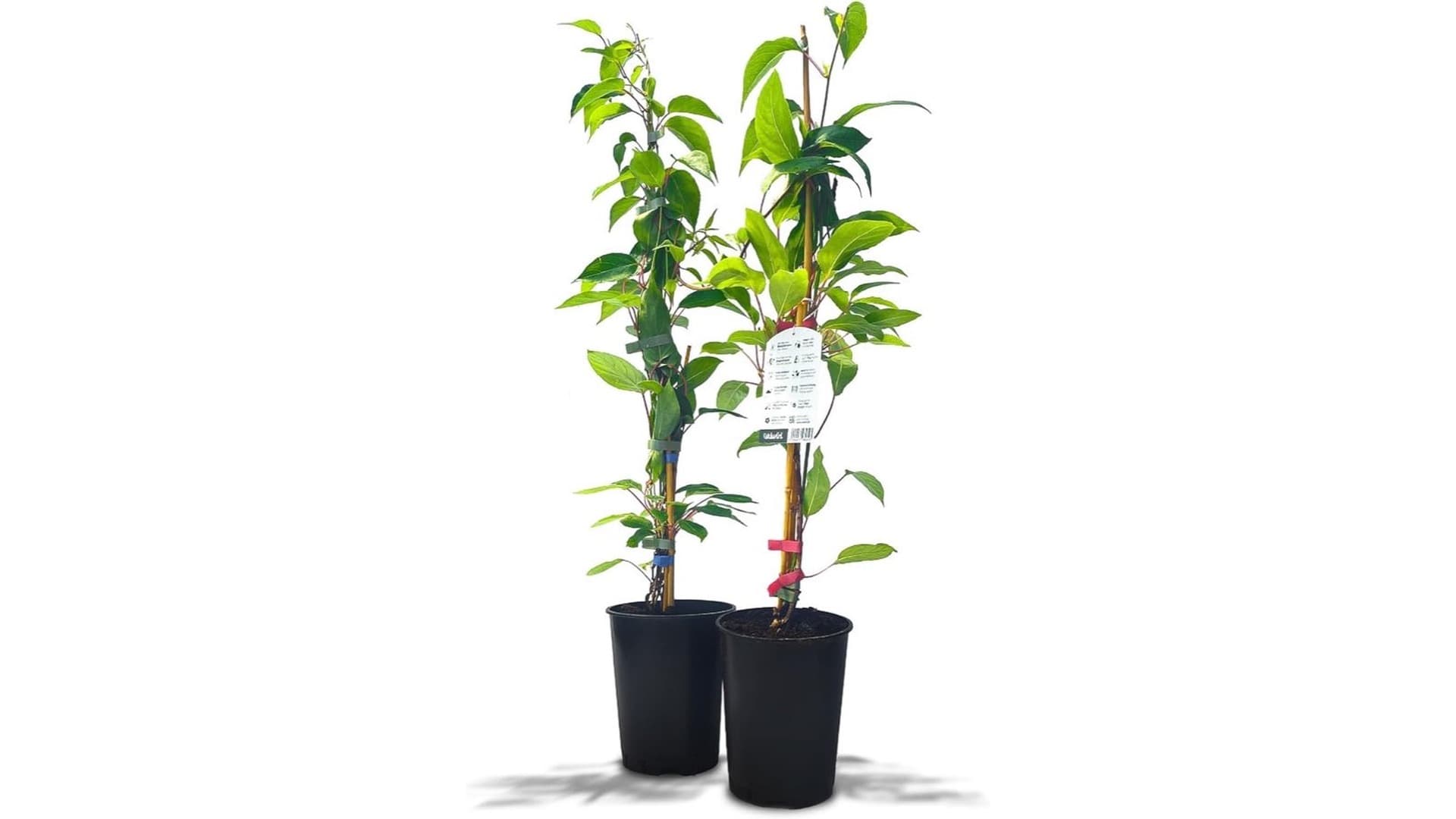 Was ist ein Kiwibaum – und welche Arten gibt es?
