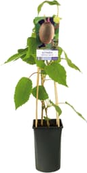 Kiwi Jenny 50–70 cm (Blumen-Senf)