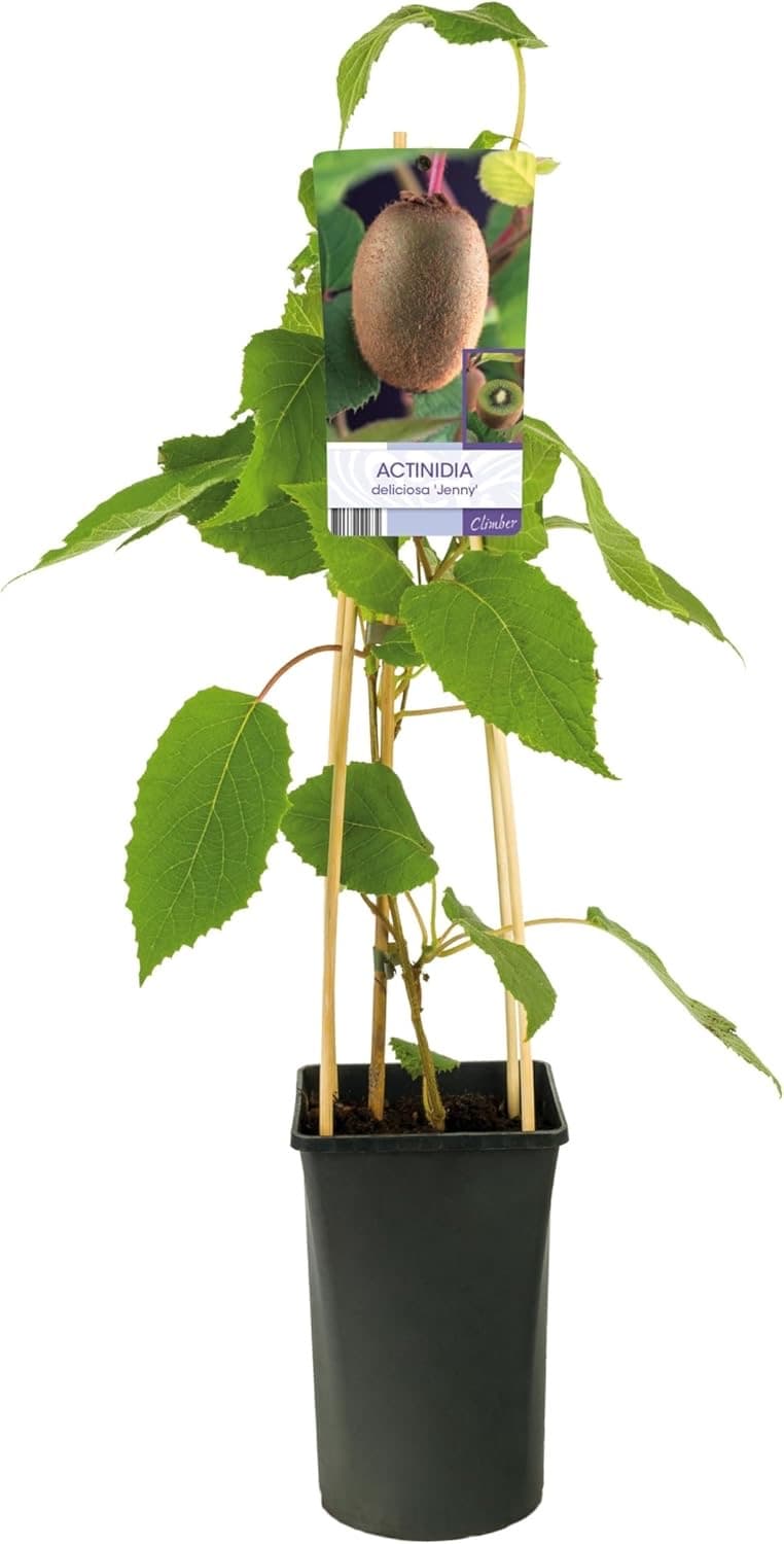 Kiwi Jenny ca. 30 cm (Blumen-Senf)