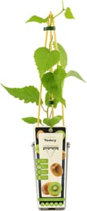 Kiwi Hayward 60–70 cm (weiblich)