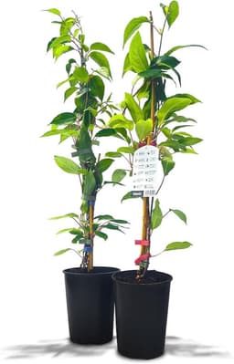 KIWIRI Kiwiri Kiwibeeren Duo (Actinidia arguta)