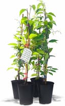 Kiwiri Kiwibeeren Quartett (4× arguta)