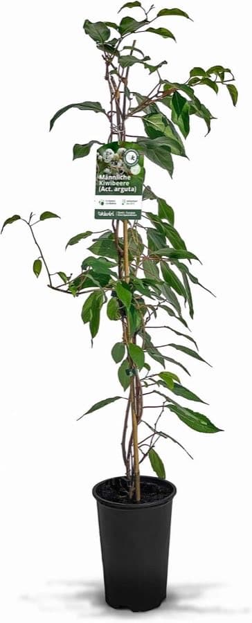 Männliche Kiwibeere – Befruchter (KIWIRI)