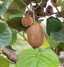 Kiwi Super Jumbo 40–60 cm (arguta)