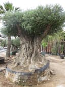 Mediterrano Olivenbaum-Dünger · 10 kg