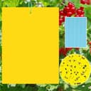 Sunshine smile Gelbtafeln 40er (20×15 cm)