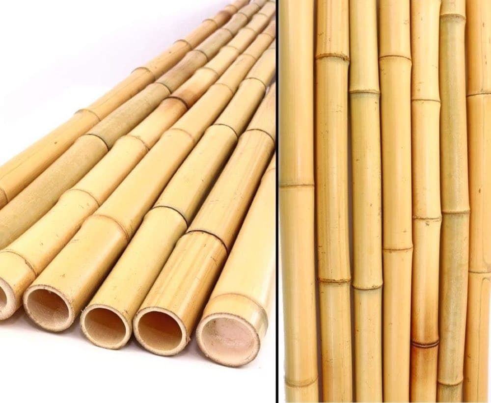 Bambusrohr 300 cm Ø 2,8–3,5 cm (12er Set)