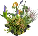 Vdvelde.com Pflanzinsel 4er Mix