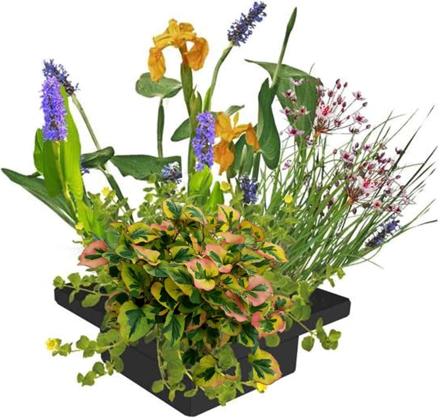 Vdvelde.com Pflanzinsel 4er Mix