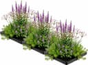 Vdvelde.com Mücken-Set 12 Pflanzen 3er