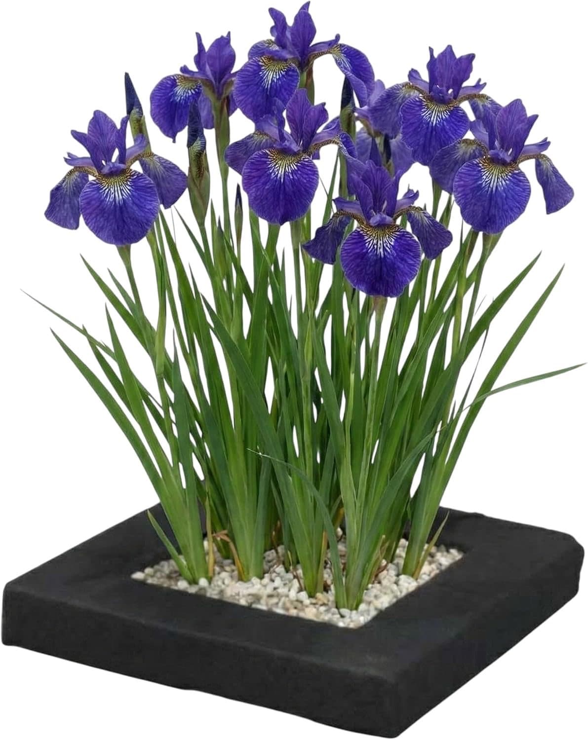 Vdvelde.com Schwertlilie Iris Pflanzinsel