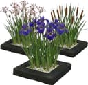 Vdvelde.com Iris-Set 5 Pflanzen