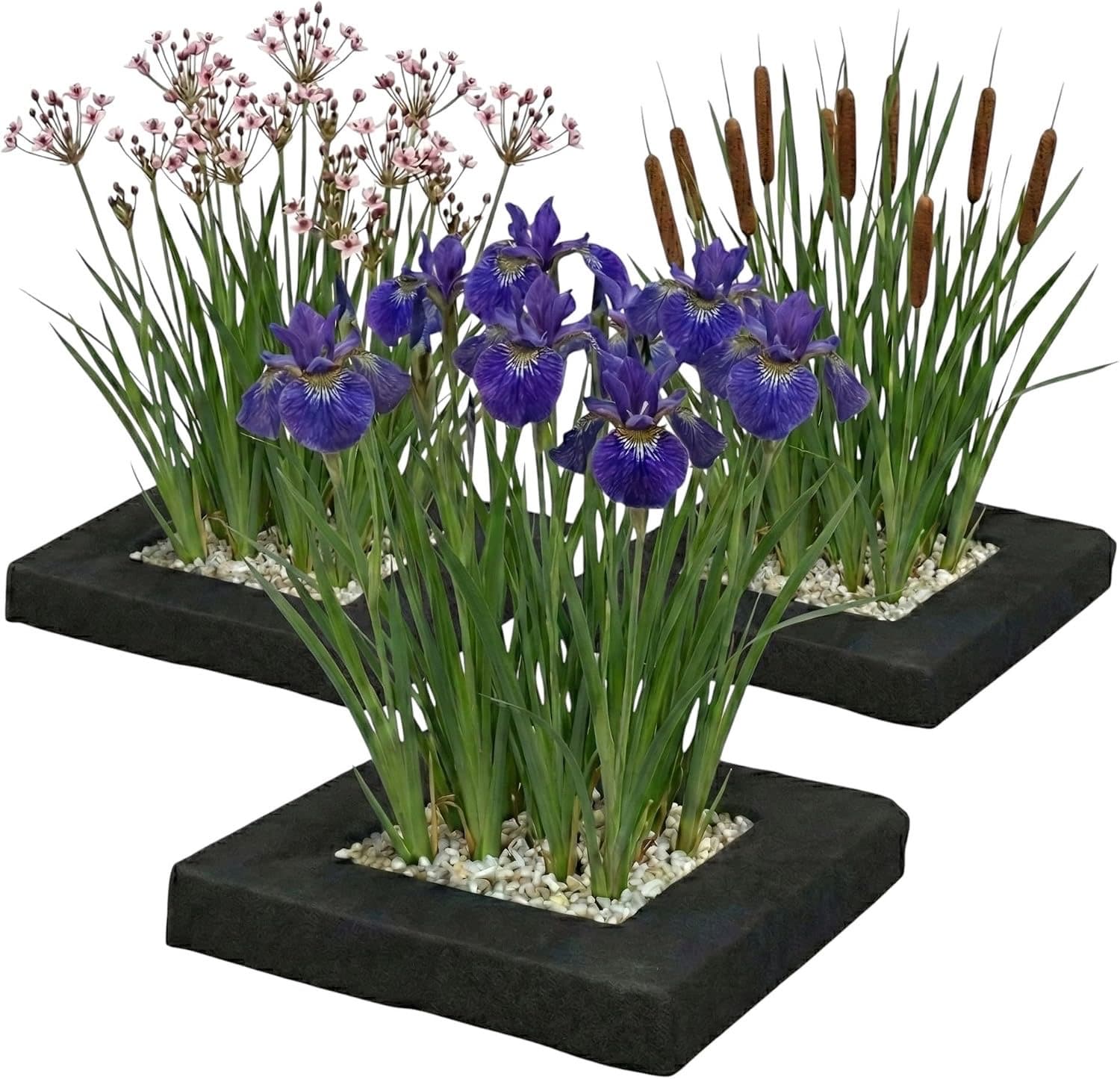 Vdvelde.com Iris-Set 5 Pflanzen