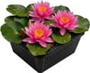 Seerose Produktbild