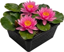 vdvelde vdvelde Pink Opal (rosa)