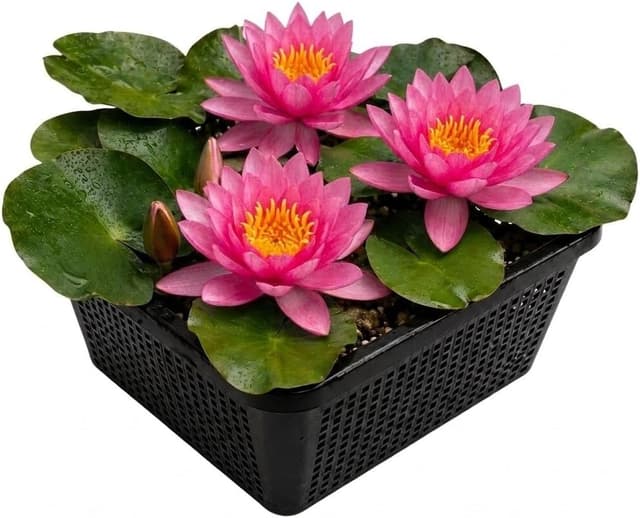 vdvelde Pink Opal (rosa)