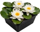 vdvelde Nymphaea alba (weiß)