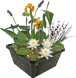 vdvelde vdvelde Miniteich-Set (pygmaea)