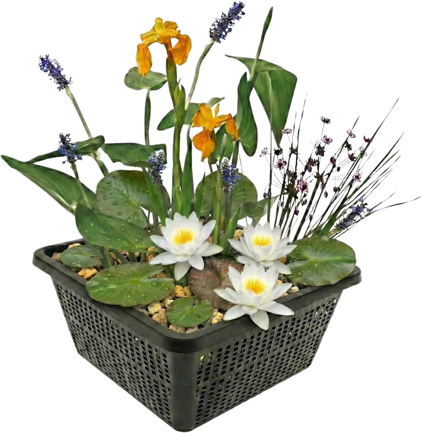 Testsieger Wasserpflanzen-Set