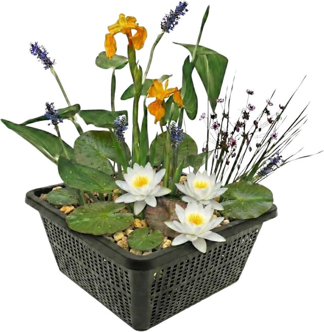 vdvelde Miniteich-Set Weiß