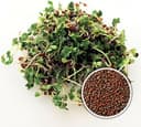 BIO Keimsaat Brokkoli Calabrese 250 g