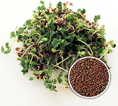 Calabrese Bio-Keimsaat mit deklarierter italica