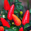 HOT-CHIP Tabasco (7 g)