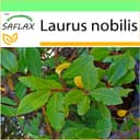 SAFLAX Gewürzlorbeerbaum 6 Samen