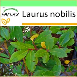 Saflax SAFLAX Gewürzlorbeerbaum 6 Samen