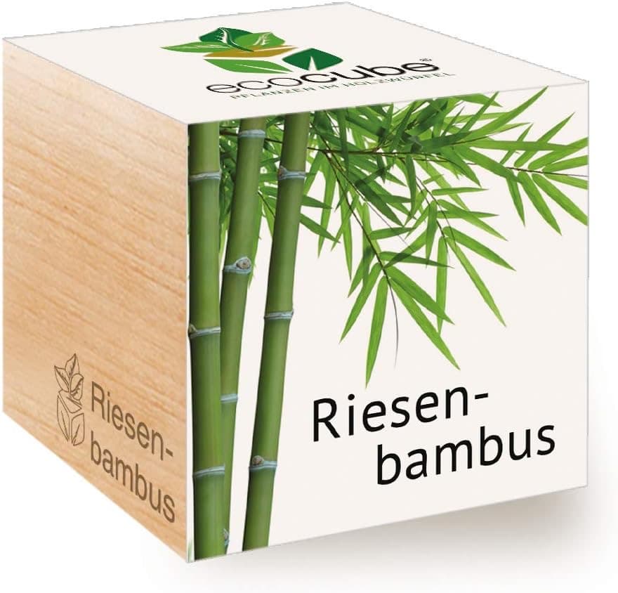 Feel Green Ecocube Riesenbambus