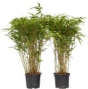 Plant in a Box Fargesia nitida 'Gansu' 2er