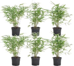 Bloomique Bloomique Fargesia Rufa 6er