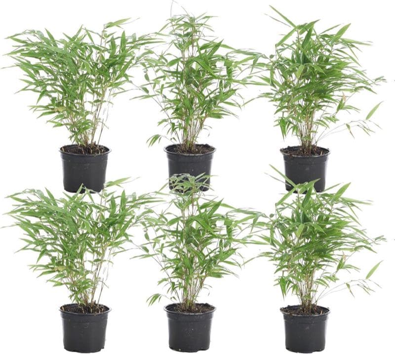 Bloomique Fargesia Rufa 6er