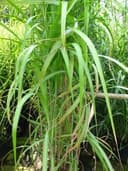 Chinaschilf Produktbild