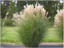 Stauden Gänge Chinaschilf 1× Liter-Topf
