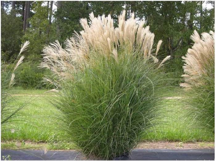 Stauden Gänge Chinaschilf 1× Liter-Topf