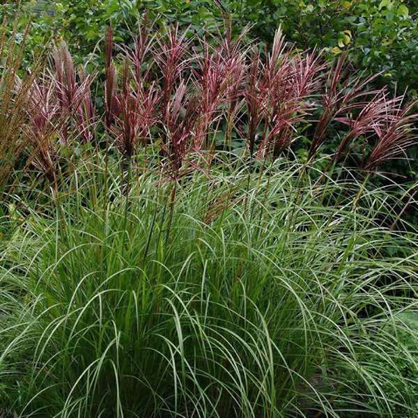 GardenersDream Red Chief
