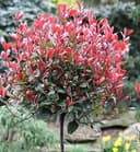 Little Red Robin Hochstamm 60–80 cm