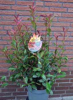 Plantenwelt Plantenwelt Devil’s Dream 80–100 cm