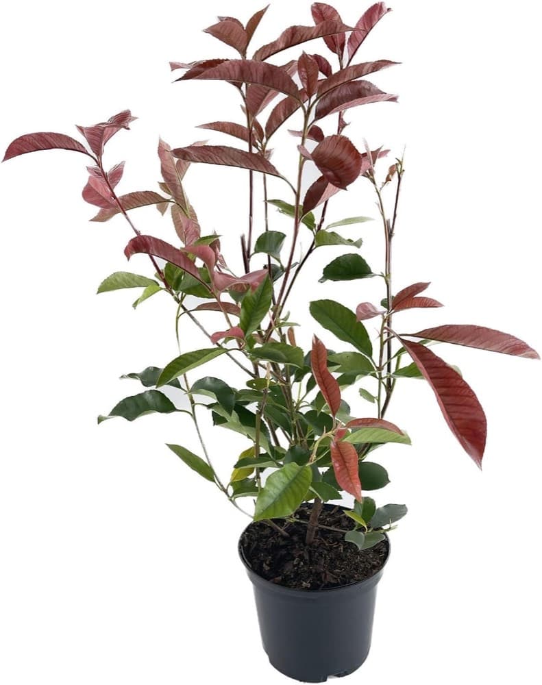 Testsieger Glanzmispel Red Robin 50–70 cm