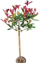 Red-Robin-Hochstamm 60–80 cm