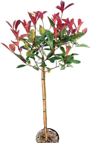 Red-Robin-Hochstamm 60–80 cm