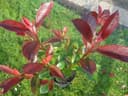 Pflanzenvielfalt Red Robin 40–60 cm