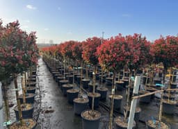 Sunny Tree Sunny Tree Photinia Chico auf Stamm 150 cm