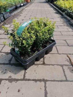 Blumen-Senf Blumen-Senf Ilex crenata 6er