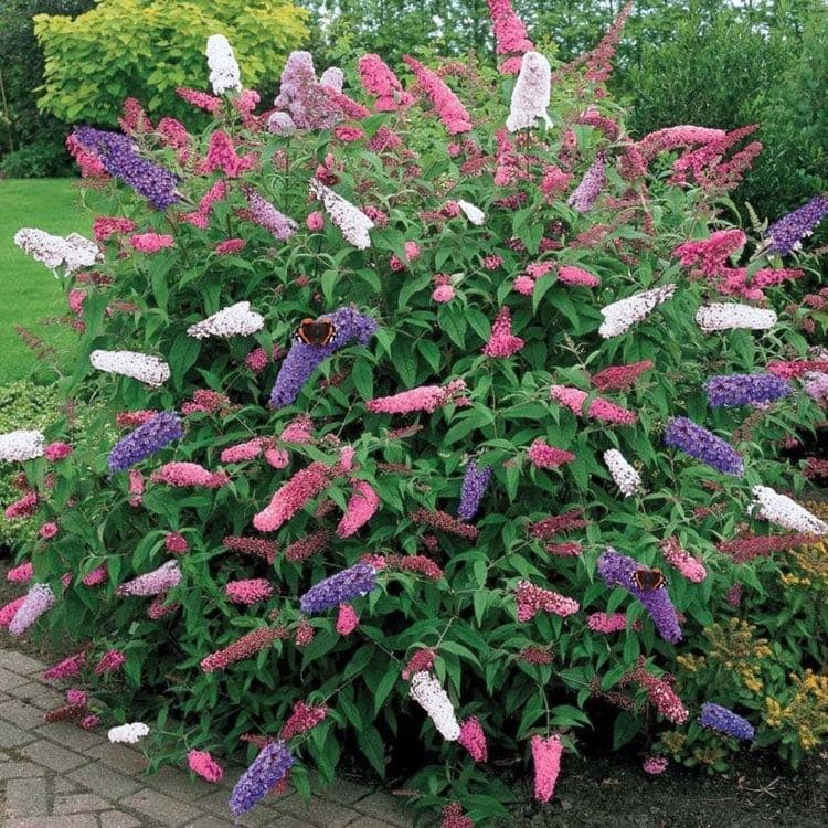 GardenersDream Buddleia dreifarbig 17 cm