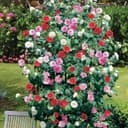 GardenersDream Kamelie dreifarbig 12 cm