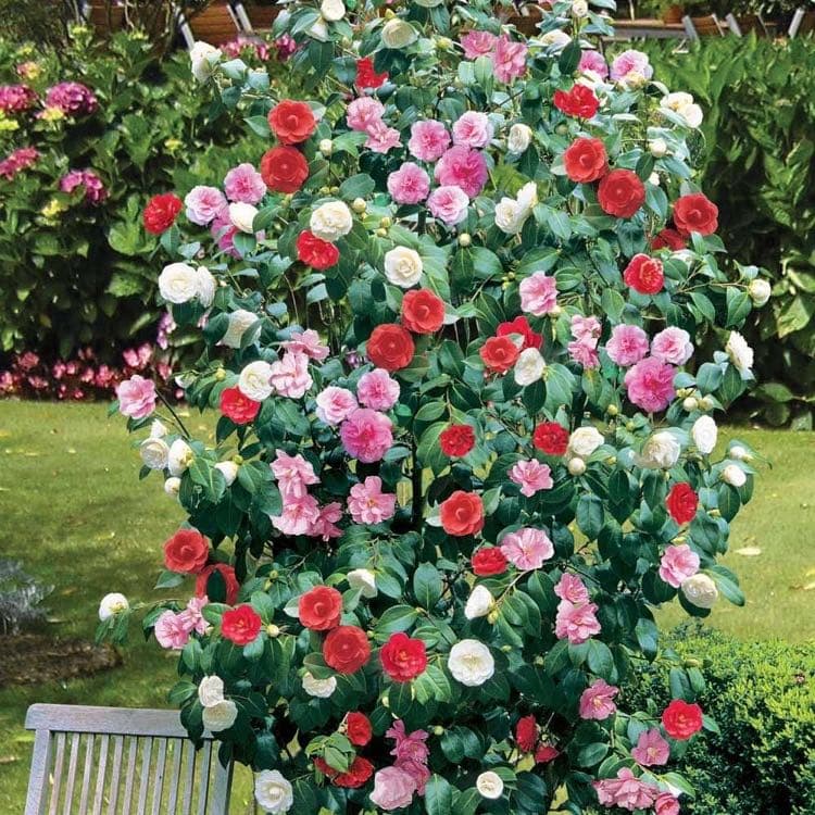 GardenersDream Kamelie dreifarbig 12 cm