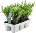 Plants by Frank Ilex crenata Jenny 6er